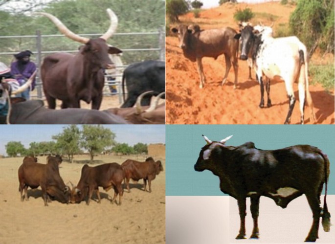 Four photographs of cattle in different settings. Top left: A large cow with prominent horns in a fenced area, with a person nearby. Top right: Two cows standing on a red dirt path with sparse vegetation. Bottom left: A group of cows grazing in a sandy area with trees in the background. Bottom right: A single cow standing against a plain background.