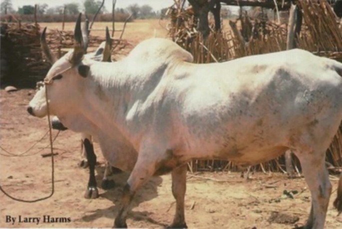 A white Maure cattle with large horns stands in a rural setting, tied with a rope. The background features a dry, grassy field and a wooden fence. The image is credited to Larry Harms.