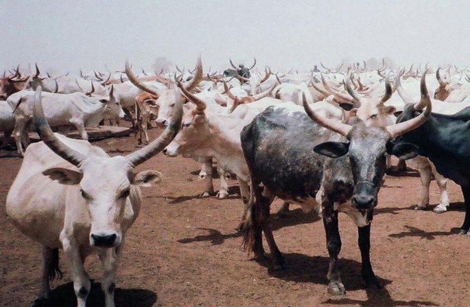 A large herd of Gobra&nbsp;cattle with prominent curved horns standing on a dry, dusty ground. The cattle are closely packed, with a mix of light and dark coats. The scene suggests a rural or pastoral setting under a clear sky.