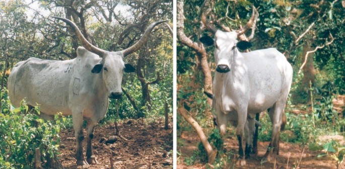 Two photos of White Fulani&nbsp;cattle with large, curved horns standing in a lush, green forest. The left image shows a White Fulani bull facing forward, surrounded by trees and foliage. The right image features a White Fulani cow&nbsp;and calf in a similar setting, also facing forward. The animals are in a natural environment with dappled sunlight filtering through the trees.