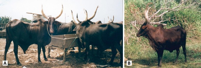 Image showing two panels labeled A and B. Panel A depicts a herd of Red Fulani cattle with large, curved horns standing around a feeding trough in a farm setting. Panel B shows a single darkred-colored Red Fulani bull with large, curved horns standing in a grassy area with trees in the background.
