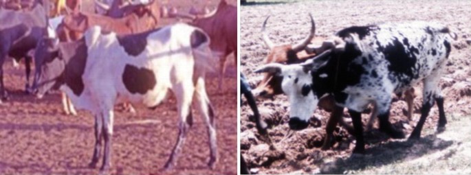 Two photographs of Djelli cattle in a field. The left image shows a herd of Djelli cattle standing on dry ground.. The right image features two Djelli cattle walking on a plowed field. Both scenes depict rural agricultural settings.