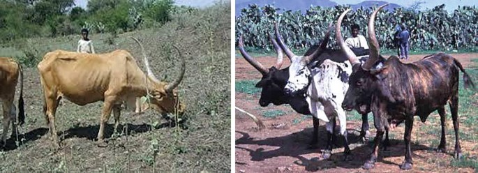 A split image showing two scenes of cattle in rural settings. On the left, a brown Danakil&nbsp;cow with large horns grazes in a field, with a person standing in the background. On the right&nbsp;is a herd of Raya Azebo cattle.&nbsp;Three Raya Azebo cattle with distinct black and white markings and large horns stand together, with two people visible in the background. The landscape includes greenery and distant hills.