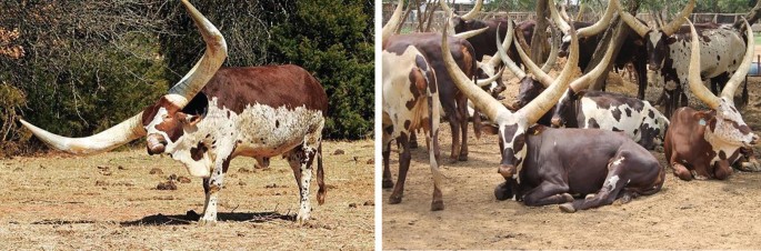 A split image showing Ankole&nbsp;cattle with large, curved horns. The left side features a single Ankole bull standing on dry grass, with a mix of brown and white patches on its body. The right side shows a herd of Ankole cattle, some lying down and others standing, in a dirt area. The Ankole&nbsp;cattle have distinctive long horns and are in a natural outdoor setting.