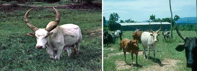 A split image showing Abigar&nbsp;cattle in a grassy field. The left side features a close-up of a white Abigar bull with large, curved horns standing on green grass. The right side shows a herd of Abigar cattle, including white and brown ones, walking towards the camera with a building and trees in the background. The scene is set in a rural, open area under a clear sky.