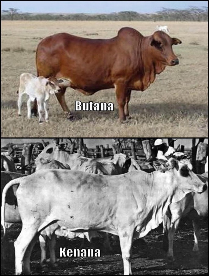 A split image showing two types of cattle. The top half features a color photo of a brown&nbsp;Butana cow with a calf in a grassy field, labeled 