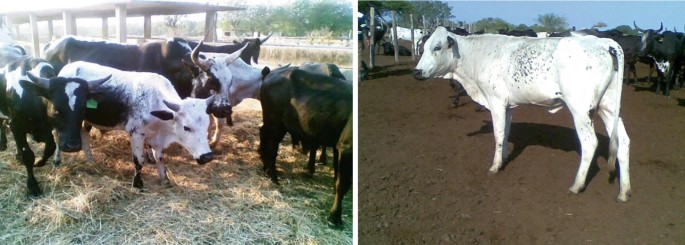 A split image showing two groups of Landim cattle in outdoor settings. On the left, several Landim cattle with black and white markings stand together on a straw-covered ground, with a shelter and trees in the background. On the right, a single white Landim heifer with black spots stands on a dirt surface, with more cattle and trees visible in the background. The scene suggests a farm or rural environment.