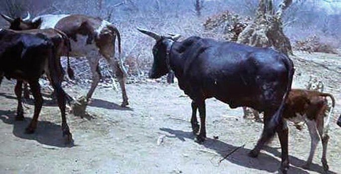 A herd of Tonga&nbsp;cattle, including a calf, standing on a dirt path in a dry, rural landscape. The scene is set against a backdrop of sparse vegetation and trees, with a clear blue sky overhead. The Tonga&nbsp;cattle are of varying colors, including black and brown, and are positioned in different directions.