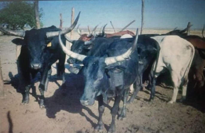 A herd of Barotse&nbsp;cattle with large, curved horns standing on dry, sandy ground. The Barotse&nbsp;cattle are mostly dark-colored, with one lighter-colored animal visible in the background. A tree and wooden fence posts are in the background under a clear blue sky. The scene suggests a rural or farm setting.