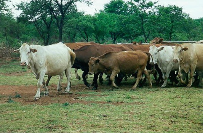 A herd of Tswana cattle walking on a grassy field with trees in the background. The animals are of various colors, including white and brown, and are moving together in a group. The scene is set in a natural environment with lush greenery.