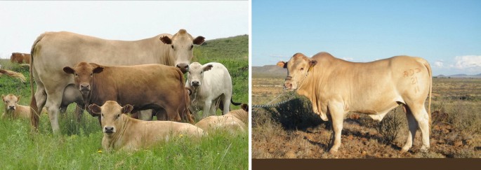A split image showing Tuli&nbsp;cattle in two different settings. On the left, a herd of Tuli cattle are grazing in a lush green field, with some lying down and others standing, surrounded by grass and hills. On the right, a single Tuli bull is standing on a dry, rocky terrain, tethered with a rope. The background features a clear blue sky and distant hills.