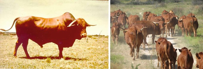 A composite image showing Afrikaner&nbsp;cattle in two different scenes. On the left, a single Afrikaner&nbsp;bull stands in a grassy field, facing left, with a prominent hump and long curved horns. On the right, a herd of Afrikaner cattle is walking along a dirt path in a grassy area, with some cattle looking back towards the viewer. The setting appears to be a rural landscape with green vegetation.