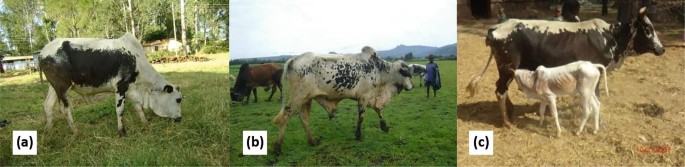 Three-panel image showing Fogera cattle in different settings. \\n\\nPanel (a): A Fogera&nbsp;cow grazing in a grassy field with trees and a house in the background.\\n\\nPanel (b): A Fogera bull walking in a green pasture with other animals and a person in the distance, mountains visible in the background.\\n\\nPanel (c): A Fogera&nbsp;cow standing on dry ground with a calf nearby, surrounded by a few people. \\n\\nEach panel is labeled with letters (a), (b), and (c).