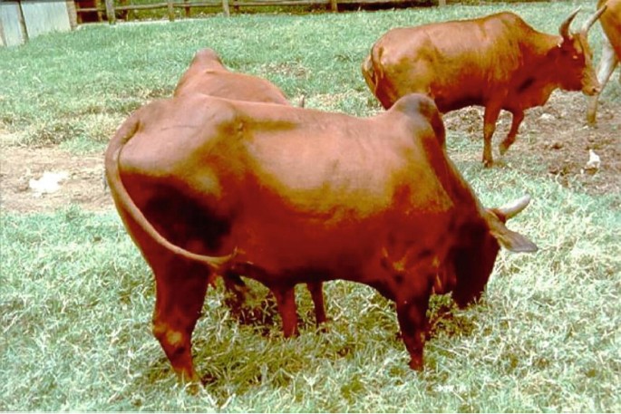 A herd of Ethiopian Horro cattle grazing on a lush green pasture. The scene includes several cows with prominent horns, standing and feeding on the grass. A wooden fence is visible in the background, enclosing the field. The image captures a peaceful rural setting.