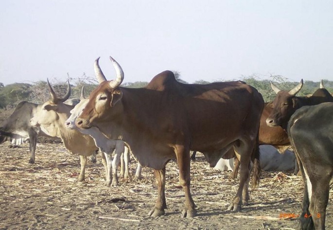 A herd of Baggara&nbsp;cattle standing on a dry, grassy field. The central focus is a brown bull with prominent horns, surrounded by other herd members of varying colors. The background features sparse vegetation under a clear sky.