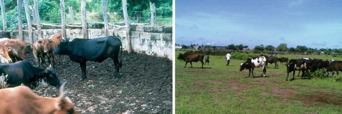 Two-panel image showing Tete&nbsp;cattle in different environments. The left panel depicts a herd of Tete cattle in a muddy, enclosed area with a stone wall and wooden posts. The right panel shows a herd of Tete cattle grazing in an open, grassy field under a clear blue sky, with two people walking among them. The scene highlights the contrast between confined and open grazing conditions.