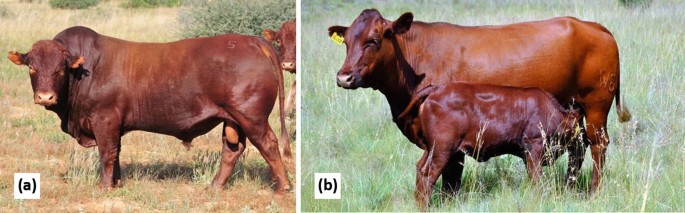 Two-panel image of Bonsmara&nbsp;cattle in a grassy field. Panel (a) shows a single brown Bonsmara&nbsp;bull standing sideways. Panel (b) features a brown Bonsmara&nbsp;cow with a yellow ear tag, accompanied by a calf nursing. Both animals are in a natural setting with green grass and some bushes in the background.