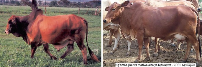 Two images of Mpwapwa&nbsp;cattle in a rural setting. The left image shows a single brown Mpwapwa bull walking on a grassy field, with trees and a fence in the background. The right image features a herd of Mpwapwa cattle standing together on a dirt ground. Text at the bottom of the right image reads, 