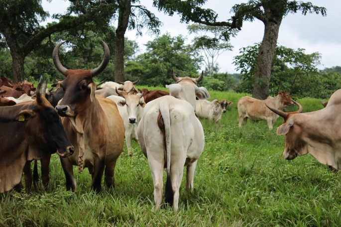 A herd of Wakwa cattle grazing in a lush, green field surrounded by trees. The animals have various horn shapes and colors, including brown and white. The scene is peaceful, with the animals calmly standing and feeding on the grass. The background features dense foliage and a cloudy sky, suggesting a serene rural setting.