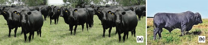 A two-panel image showing Drakensberger&nbsp;cattle. Panel (a) depicts a herd of black Drakensberger cows standing on a grassy field with trees in the background. Panel (b) shows a single black Drakensberger&nbsp;bull standing on grass with a clear blue sky. Both panels are labeled with letters in white boxes: (a) and (b).