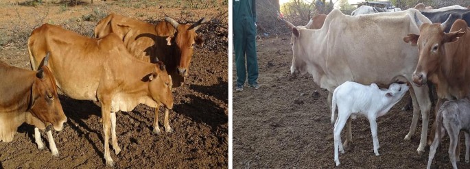 Two-panel image showing Karamojong&nbsp;cows in different settings. The left panel features three brown Karamojong&nbsp;cows standing on a dirt ground, grazing. The right panel shows a white&nbsp;Karamojong cow with a calf nursing, accompanied by another brown Karamojong&nbsp;cow. A person in green attire is partially visible, standing nearby. The background includes more cows and sparse vegetation.