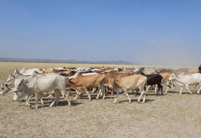 A herd of Small East African Zebu&nbsp;cattle walking across a dry, open field under a clear blue sky. The cattle are of various colors, including white, brown, and black. The landscape is flat with distant mountains visible on the horizon. The scene suggests a rural or pastoral setting.