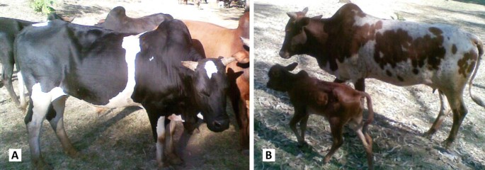 Two-panel image showing cows in a natural setting. Panel A: A herd of Angoni cattle, predominantly black and white, standing closely together on a grassy area. Panel B: An Angoni cow with a brown and white coat standing beside a calf on a similar grassy terrain. Both panels depict a rural environment with natural lighting.