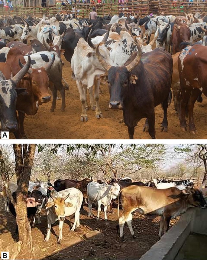 A two-panel image showing groups of cattle in different settings. Panel A: A large herd of Madagascar Zebu with various coat patterns and horn shapes stands in a fenced area on sandy ground. People are visible in the background. Panel B: A herd of Malawi Zebu are gathered under trees in a more natural setting, with some drinking from a trough. The scene is shaded by foliage, and the ground is covered with leaves and dirt.