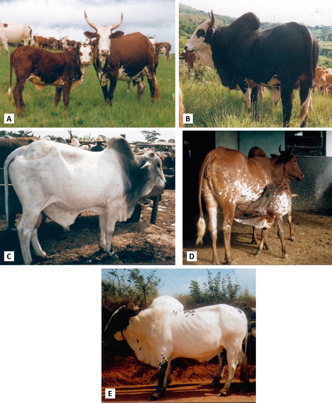 Five-panel image showing different Gudali&nbsp;breeds of cattle in various settings:\\n\\nA. A Banyo Gudali cow and calf standing in a grassy field, one with large horns, surrounded by more cattle in the background.\\n\\nB. A black and white Banyo&nbsp;Gudali bull standing in a field with hills in the background.\\n\\nC. A whilte Sokoto Gudali&nbsp;bull with a prominent hump, standing in a dirt area with other cattle nearby.\\n\\nD. A brown and white Ngaoundere Gudali&nbsp;cow with a calf nursing, inside a barn.\\n\\nE. A white Ngaoundere Gudali bull with black spots, standing on a dirt path with vegetation in the background.