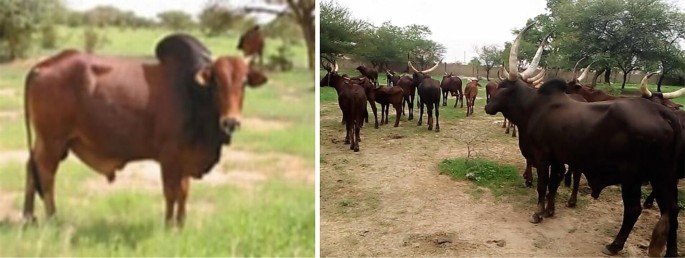 A two-panel image showing Wadara&nbsp;cattle in a grassy field. The left panel features a single brown Wadara bull standing in a green pasture, facing the camera. The right panel depicts a herd of Wadara cattle with large horns walking along a dirt path surrounded by trees. The scene conveys a rural, pastoral setting.