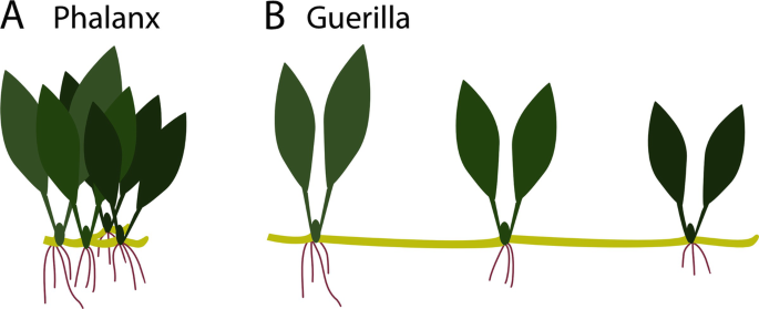 Plant Architecture | Springer Nature Link