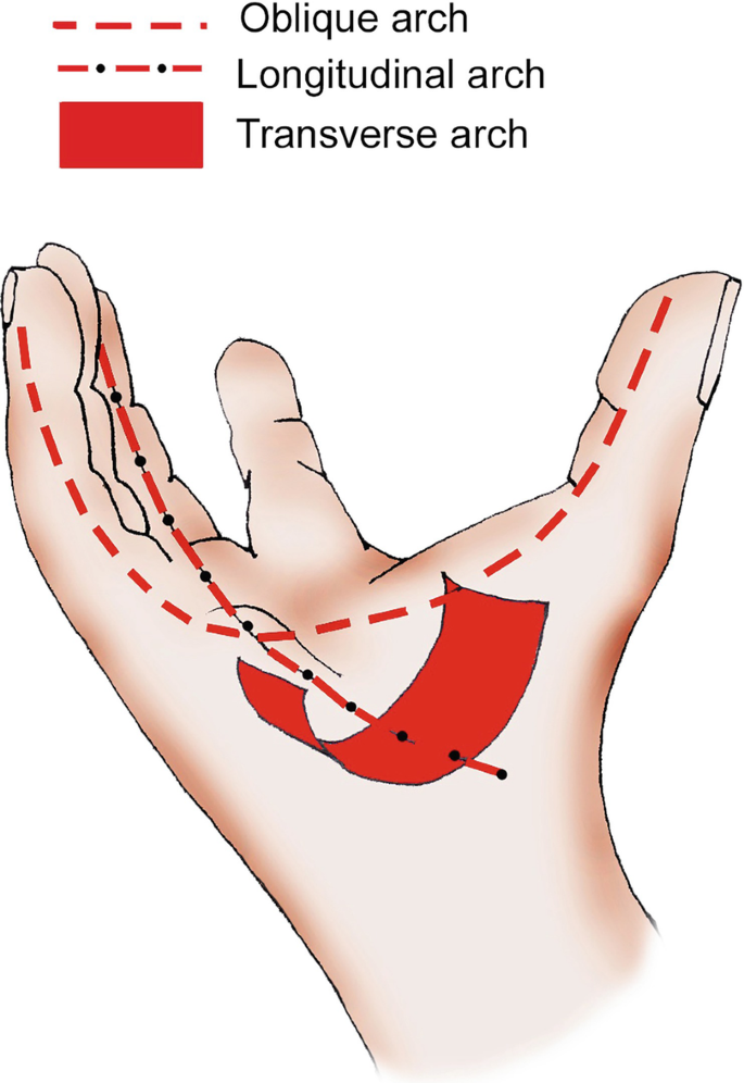 Functional Anatomy of the Hand | SpringerLink