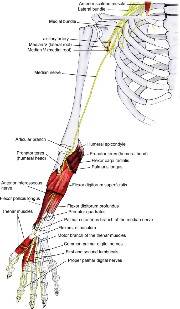 Functional Anatomy of the Hand | SpringerLink