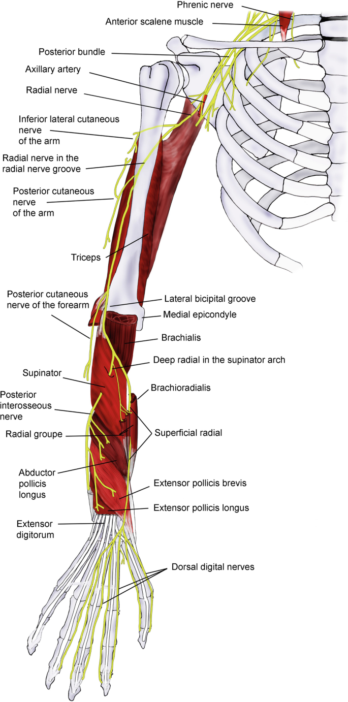 Forearm Fractures – Core EM, image size:685x1382