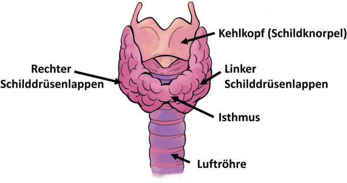 Erkrankungen der Schilddrse | Springer Nature Link