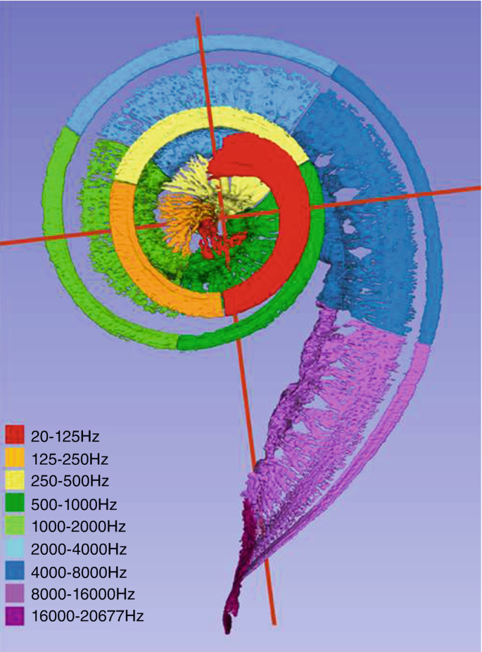 Cochlear Microphonics Examples Overview of the Auditory System | Springer Nature Link