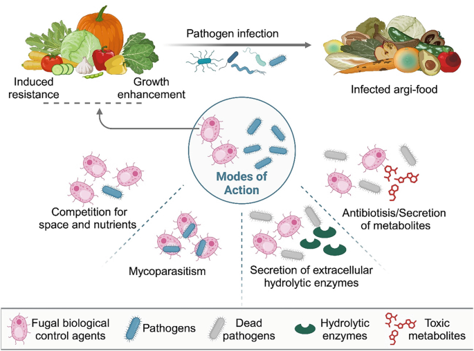 The Biological Strategies | Springer Nature Link