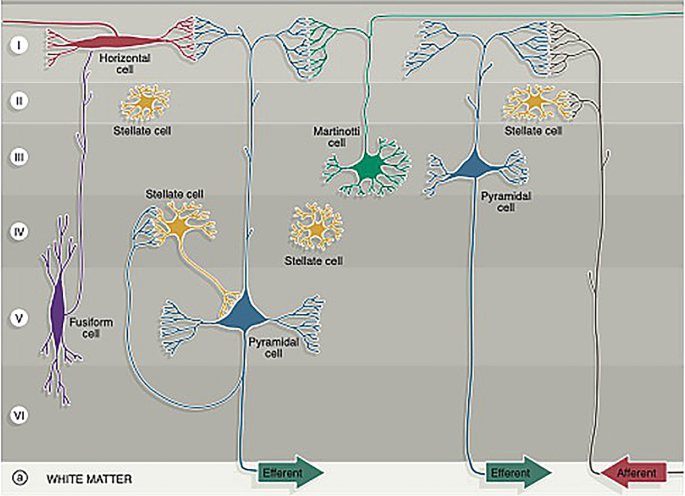 Non Pyramidal Architectonic Organization of the Telencephalon Related to Glioma ...