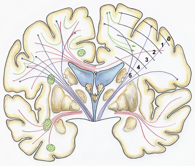 Microsurgical Anatomy of Cerebral White Matter | Springer Nature Link