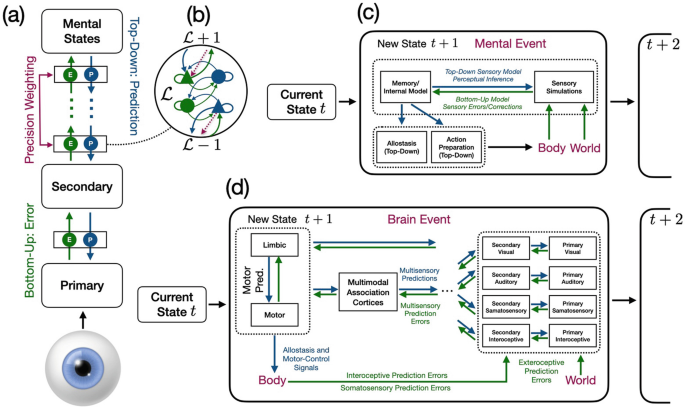Brains, Bodies, and Their Worlds: Towards a Model of Predictive Social ...