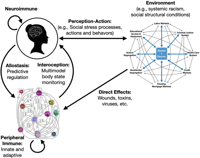 Health Individual Variability From Linear to Complex: Immune System Dynamics and Health Inequities in ...