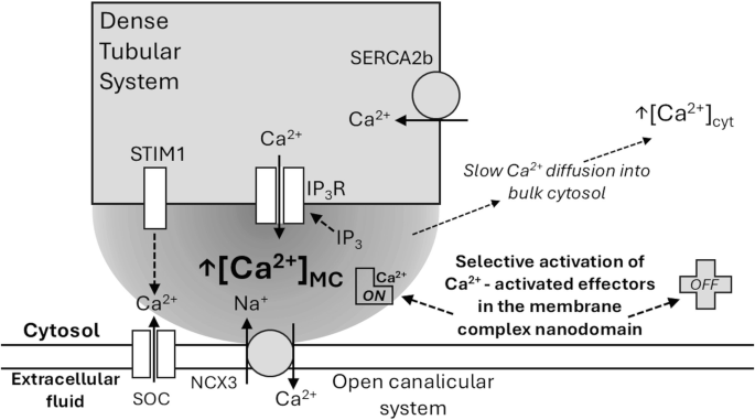 Platelet Signal Transduction: Calcium | Springer Nature Link