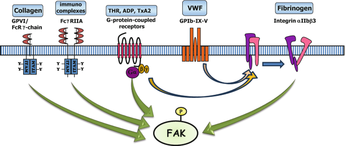 Platelet Signal Transduction: Focal Adhesion Kinases | SpringerLink