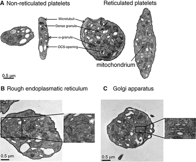 Panel Blank Reticulated Core Cell Example Platelet Ageing | SpringerLink