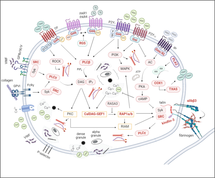 Inherited Platelet Function Disorders: Signal Transduction Defects ...