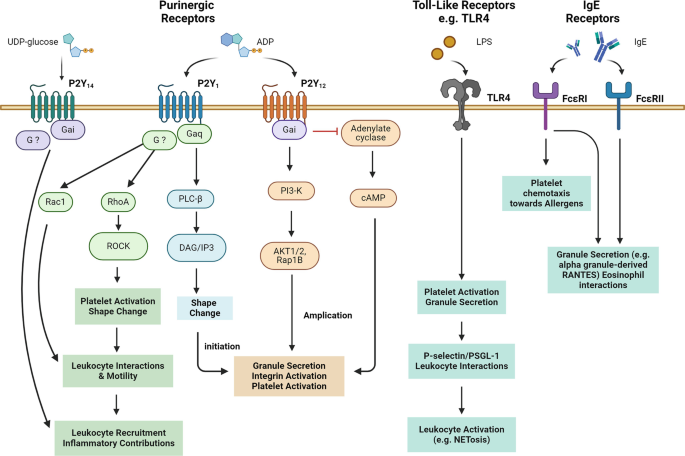 Platelets in Allergic and Non-allergic Inflammatory Disorders ...