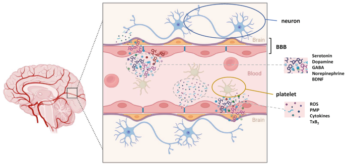 Platelets and Neuropsychiatric Disorders | Springer Nature Link