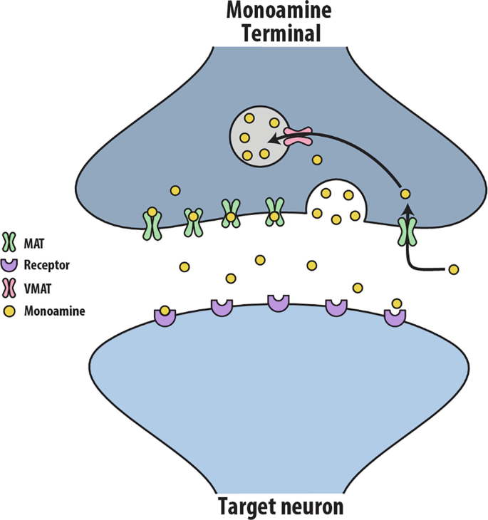 Monoamine Transporters in Drugs of Abuse: Insights from Fast Scan ...