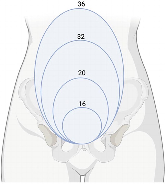 Maternal Physiologic Changes of Pregnancy | Springer Nature Link
