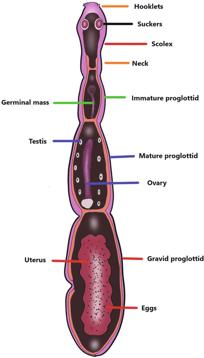 Echinococcosis Hydatid Stock Illustrations – 69 Echinococcosis Hydatid  Stock Illustrations, Vectors \u0026 Clipart - Dreamstime, image size:685x1201